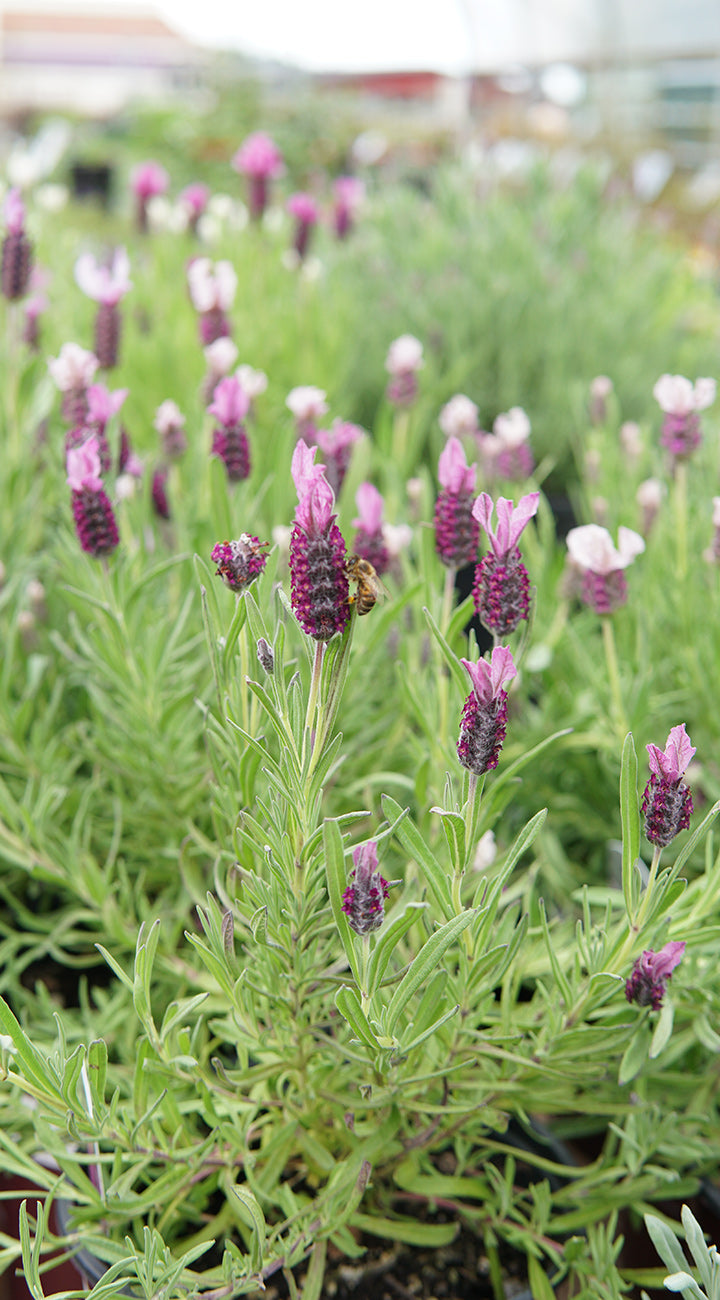 Bandera Deep Rose Lavender - Thumbnail 2