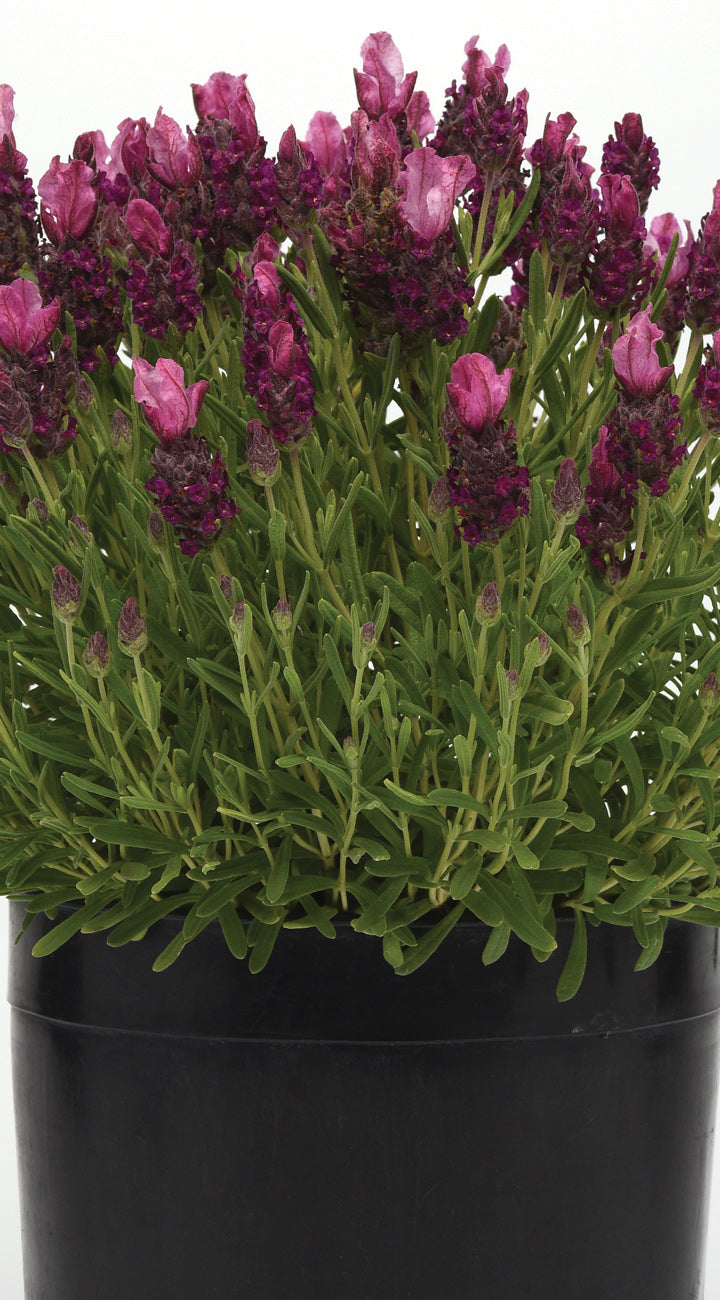 Bandera Deep Rose Lavender