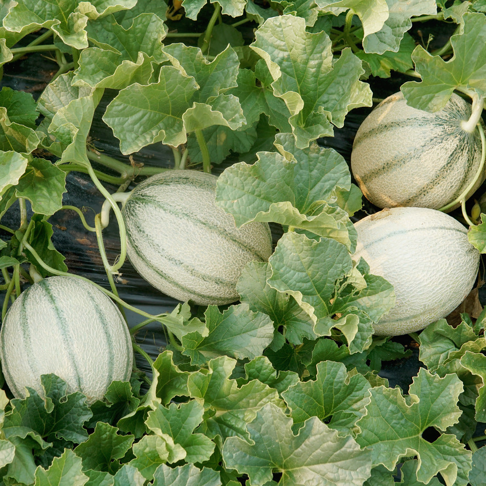 Melonade Melon - Thumbnail 2