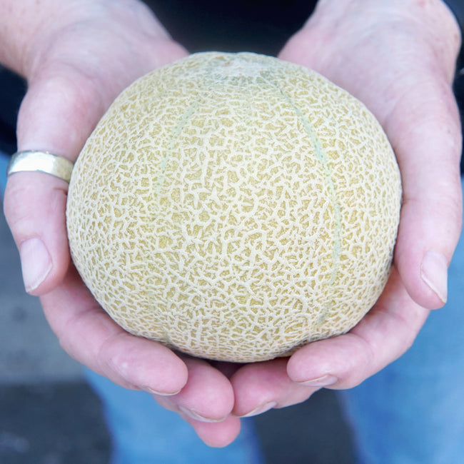 MINNESOTA MIDGET-MELON