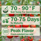 Tomatoes growing on a vine with gardening information text overlay.