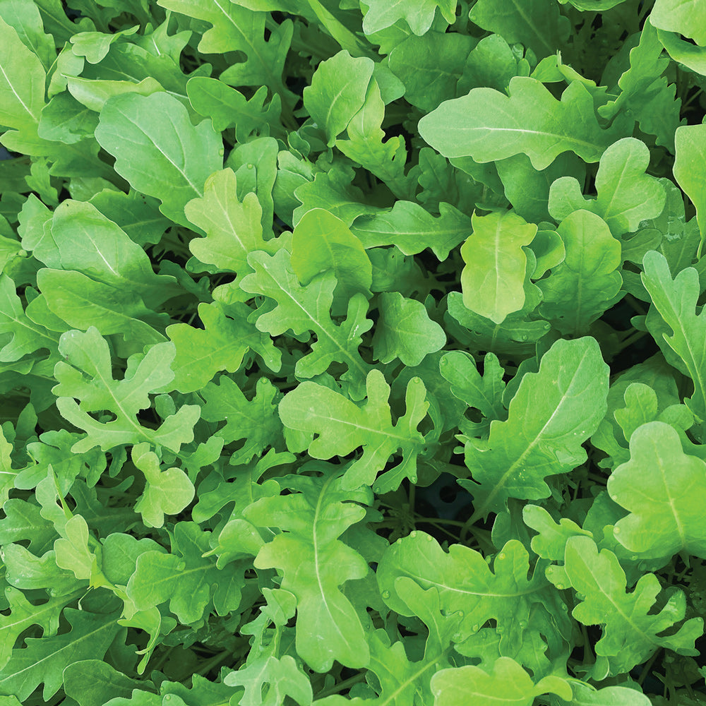 Territorial Seed Company Uber Arugula - Thumbnail 2
