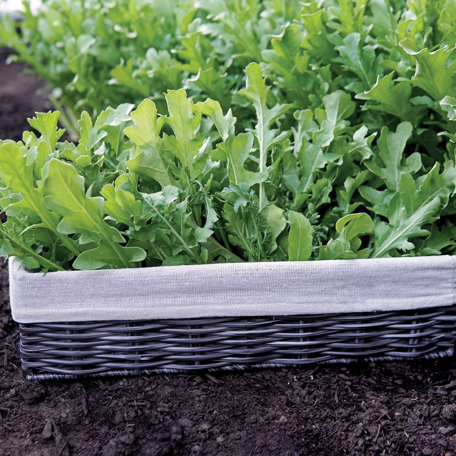 Territorial Seed Company Uber Arugula