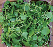 WATERCRESS-CRESS