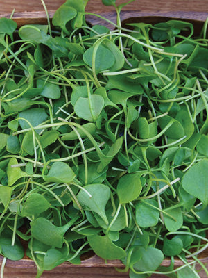 WATERCRESS-CRESS