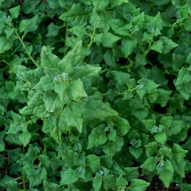 NEW ZEALAND SPINACH-NEW ZEALAND SPINACH