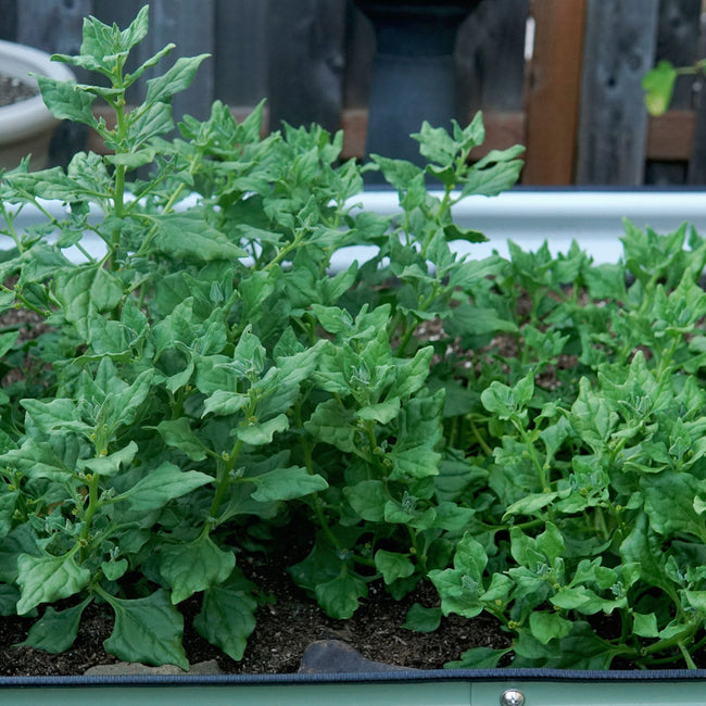 NEW ZEALAND SPINACH-NEW ZEALAND SPINACH