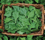 NEW ZEALAND SPINACH-NEW ZEALAND SPINACH