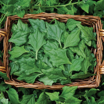 NEW ZEALAND SPINACH-NEW ZEALAND SPINACH