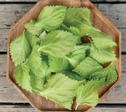 GREEN PERILLA-PERILLA