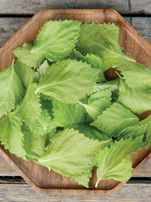 GREEN PERILLA-PERILLA