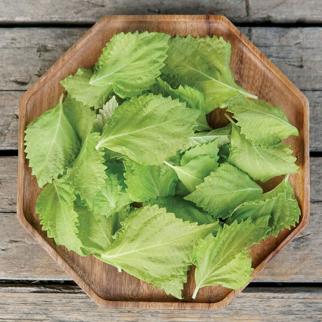 GREEN PERILLA-PERILLA