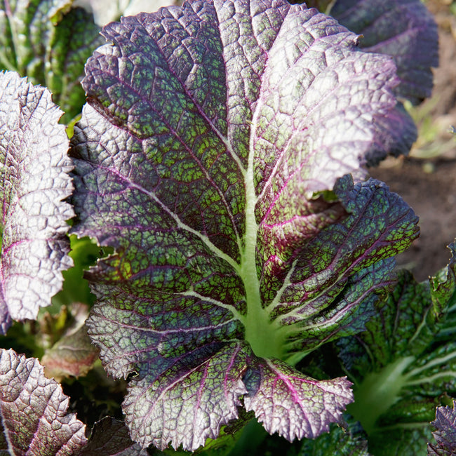 DRAGON TONGUE-MUSTARD