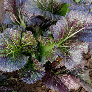 DRAGON TONGUE-MUSTARD