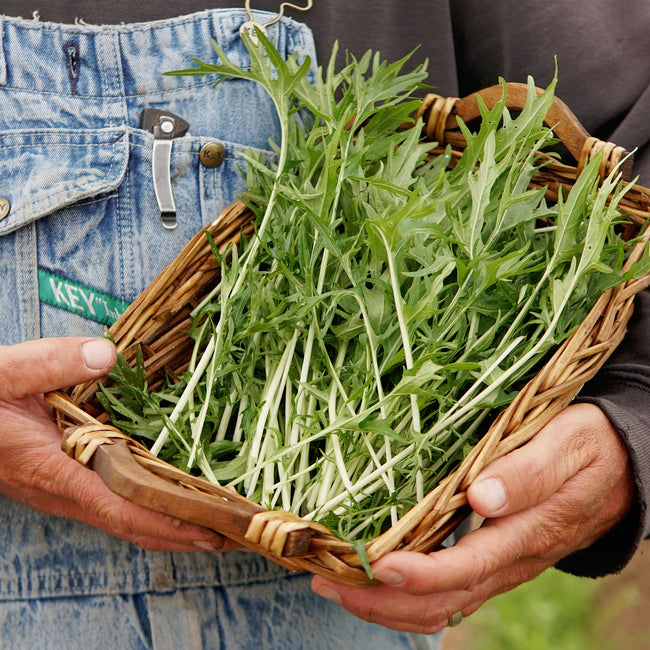 GREEN MIZUNA-MUSTARD