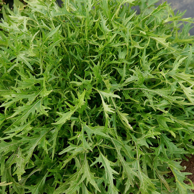 GREEN MIZUNA-MUSTARD