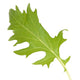 GREEN MIZUNA-MUSTARD