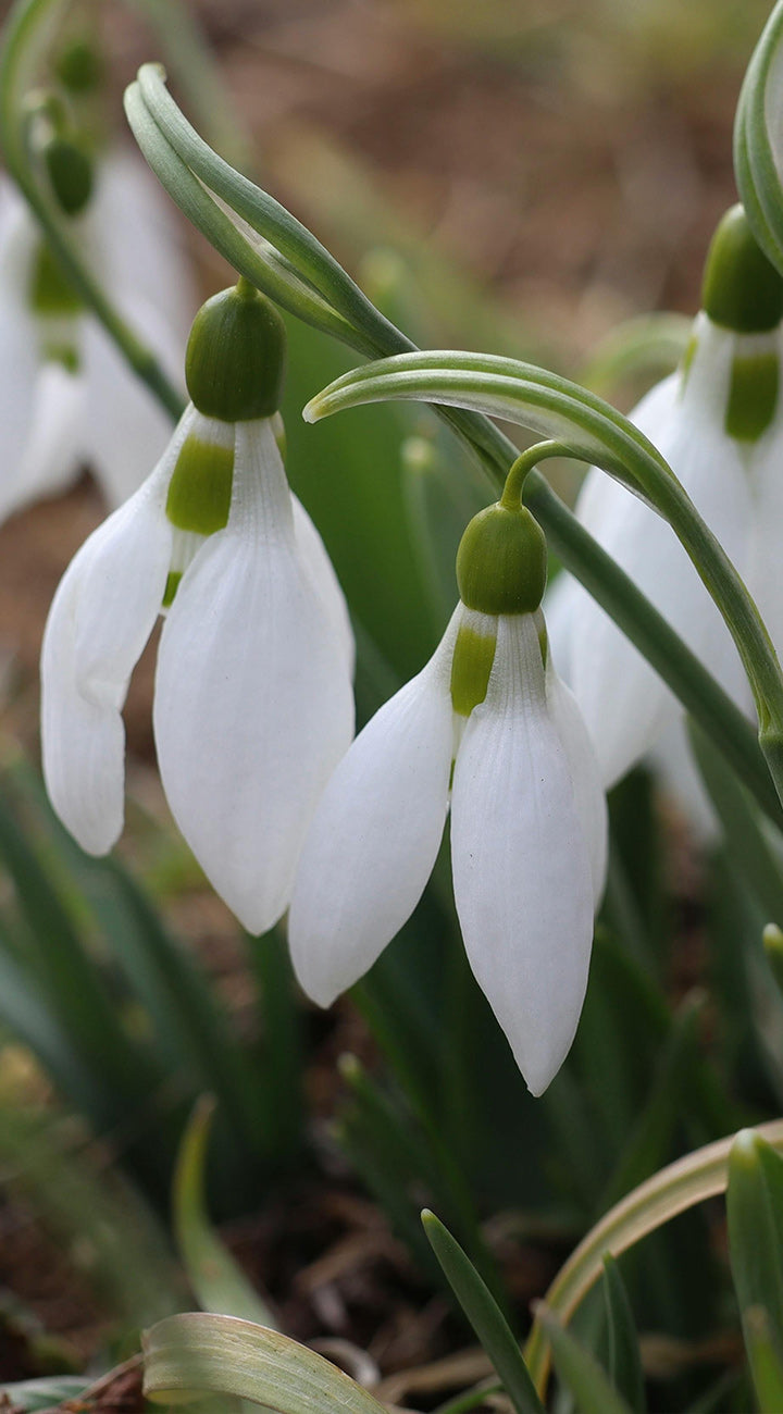 Territorial Seed Company Snowdrop Nivalis - Thumbnail 2