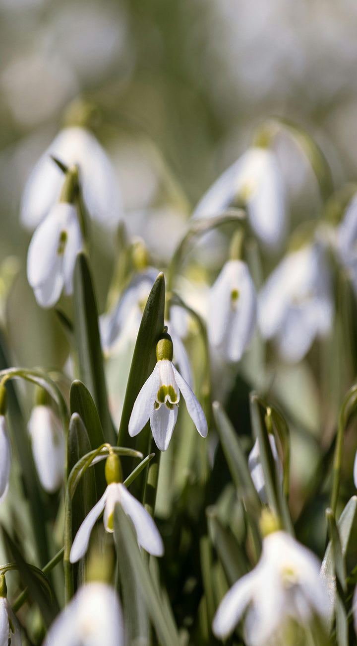 Territorial Seed Company Snowdrop Nivalis - Thumbnail 5