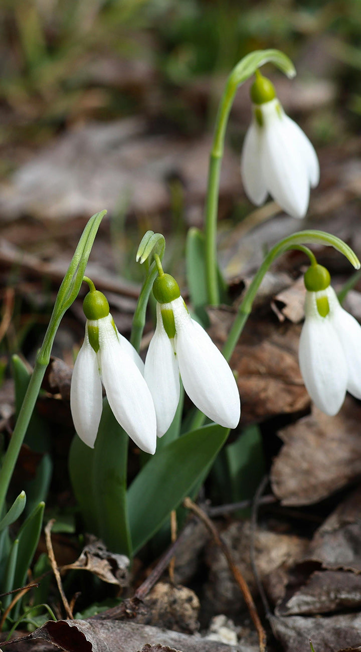 Territorial Seed Company Snowdrop Nivalis - Thumbnail 4