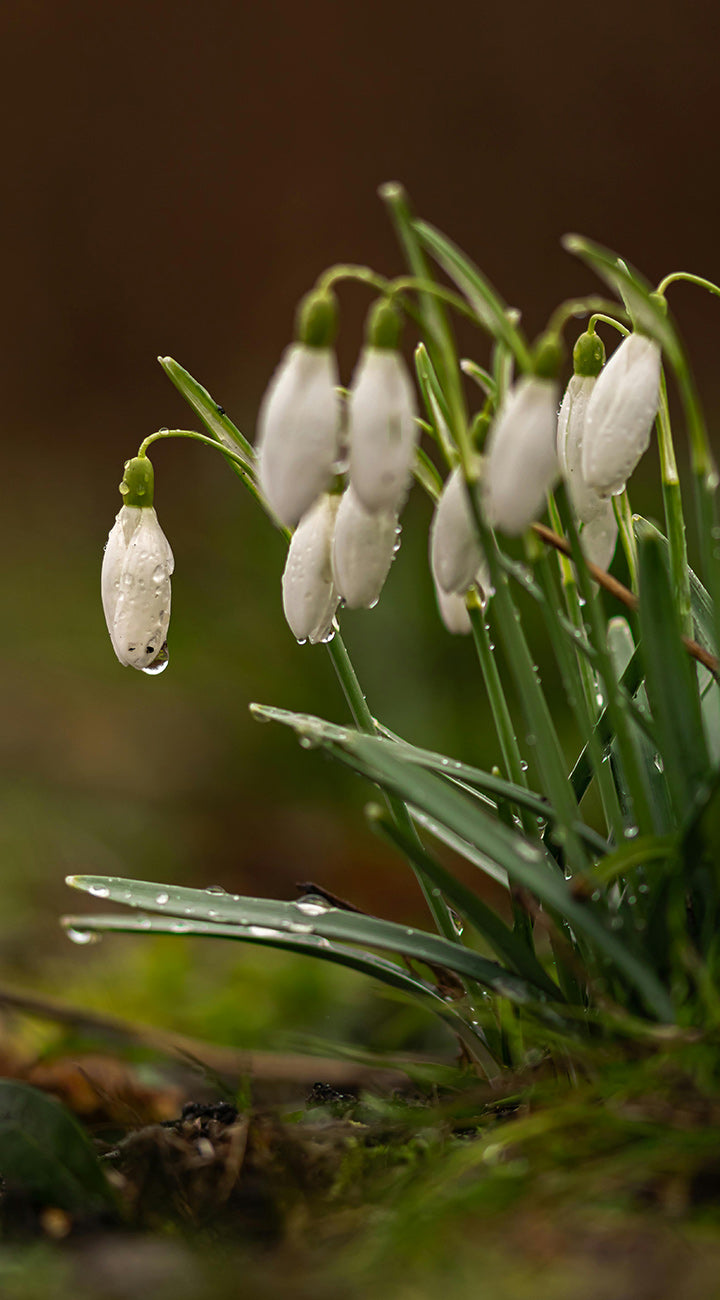 Territorial Seed Company Snowdrop Nivalis