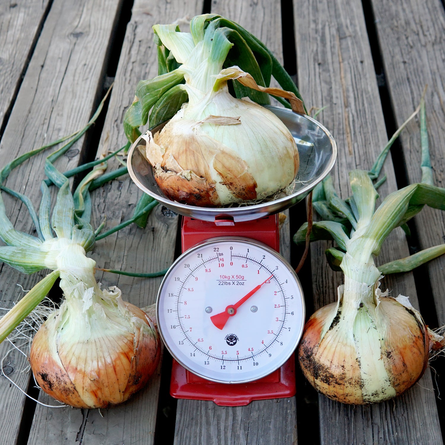 Territorial Seed Company Walla Walla Sweet Onion - Thumbnail 4