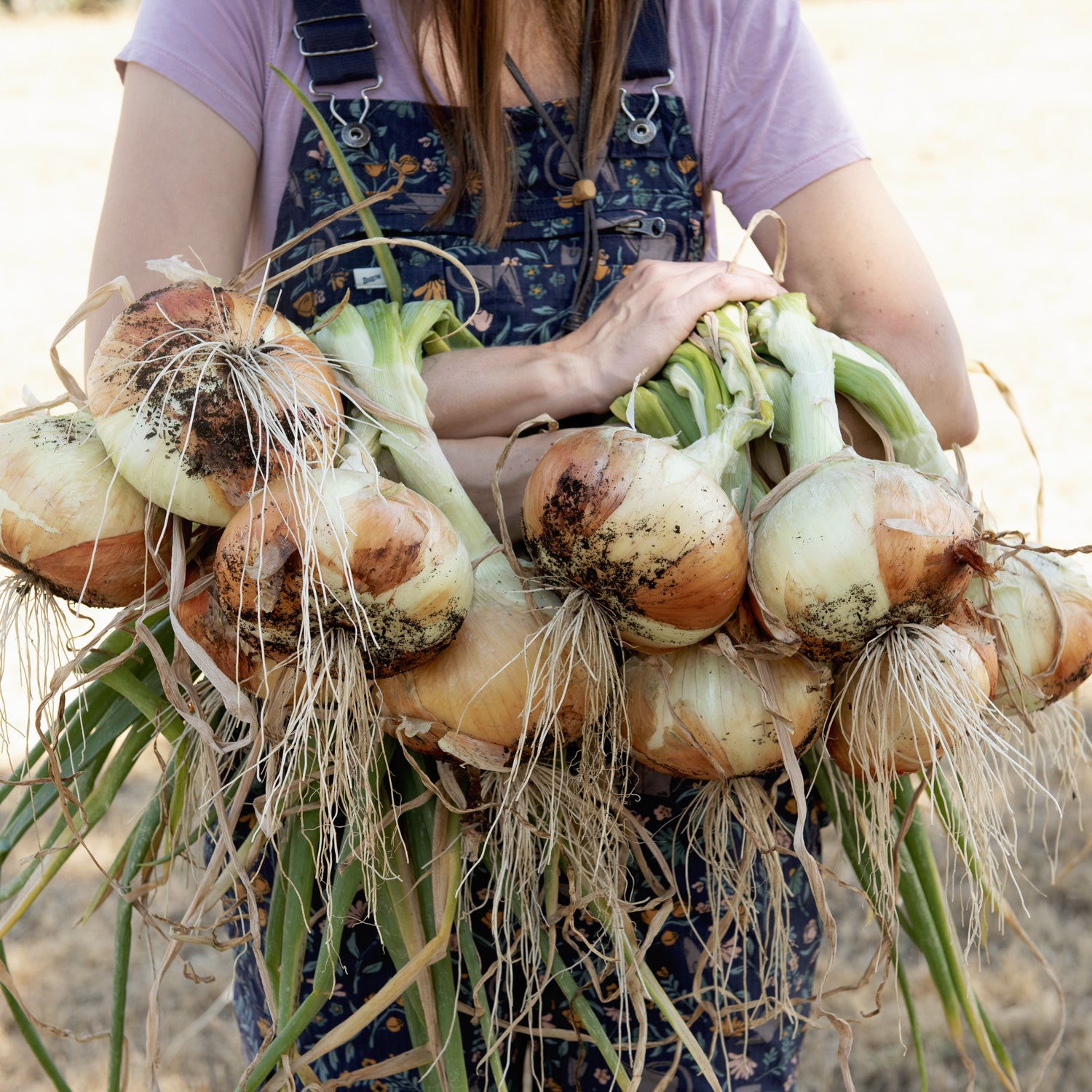 Territorial Seed Company Walla Walla Sweet Onion - Thumbnail 2