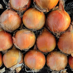 A pile of baggi yellow onions with roots still attached, freshly harvested and displayed for storage.