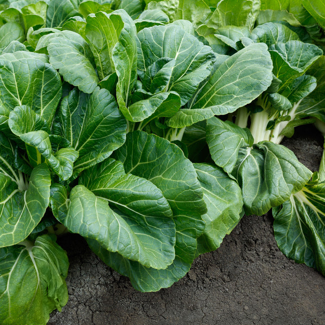 Front view of King Choi pak choi showing broad dark green leaves and thick white stems on garden soil