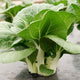 Three quarter view of King Choi pak choi plant showcasing broad dark green leaves and thick white stems on white background
