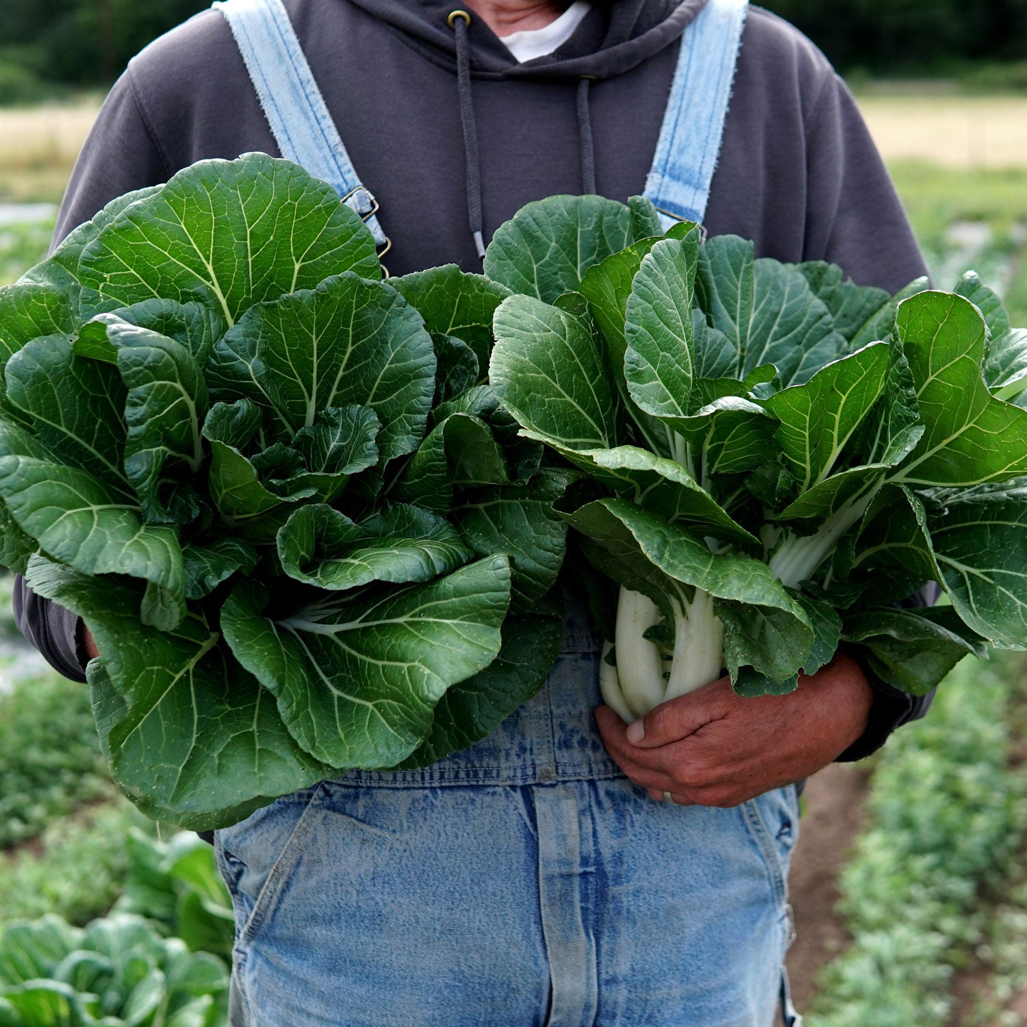 Territorial Seed Company Joi Choi Pak Choi - Thumbnail 2