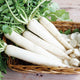 MINOWASE SUMMER CROSS NO. 3 DAIKON