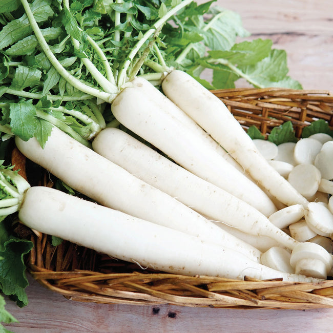 MINOWASE SUMMER CROSS NO. 3 DAIKON