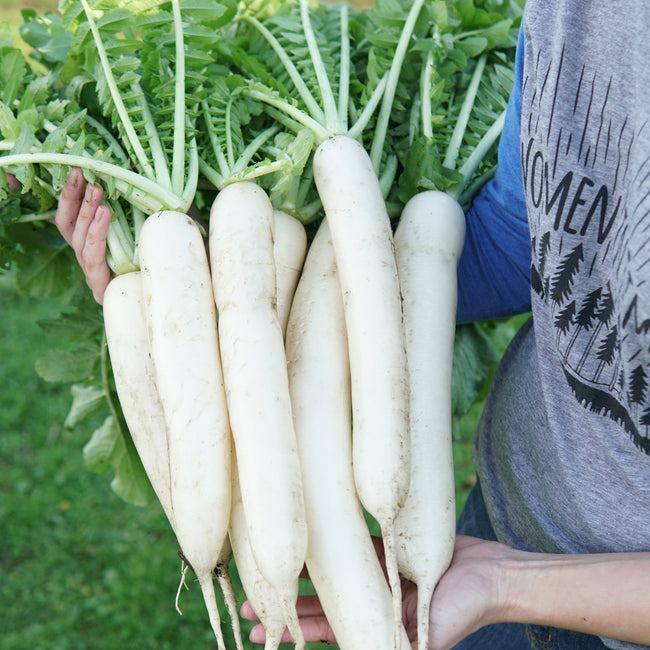 Minowase Summer Cross No. 3 Daikon Radish