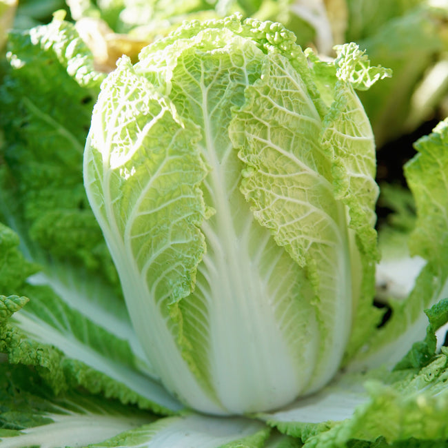 Wa Wa Tsai Chinese Cabbage