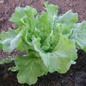 TOKYO BEKANA-CHINESE CABBAGE