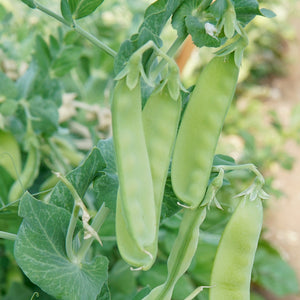 OREGON SUGAR POD II-PEA