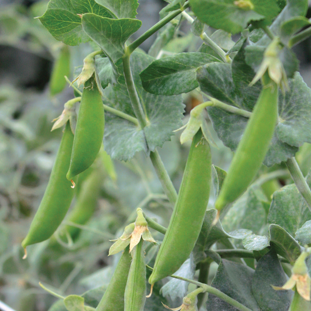 Little Snappea Crunch Seeds | SEED / 1 ounce | Territorial Seed