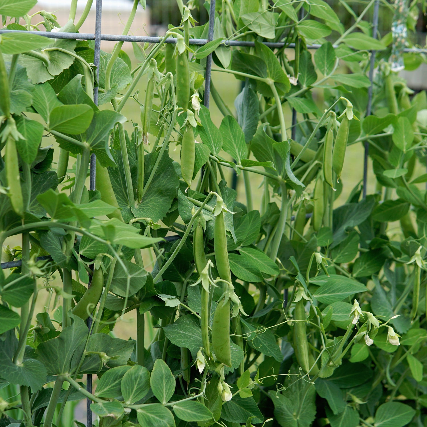 Territorial Seed Company Sugar Daddy Pea - Thumbnail 3