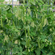 Green peas growing on a plant with a metal trellis in the background