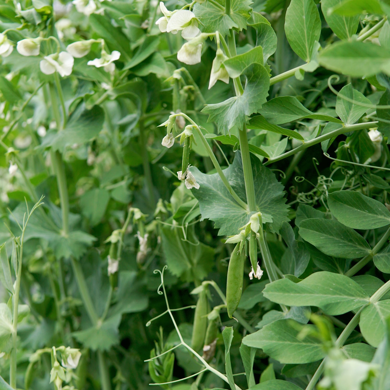 Territorial Seed Company Sugar Daddy Pea - Thumbnail 4