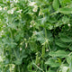 Pea plants with green pods and white flowers in a garden.