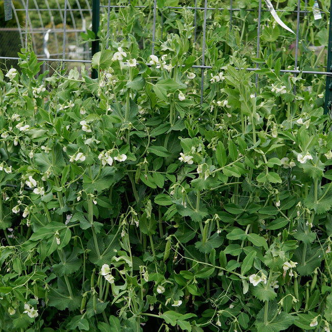 Garden with green plants and small white flowers, possibly peas, with a metal trellis in the background.