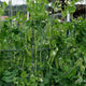 Green pea plants with developing peas on a wire trellis