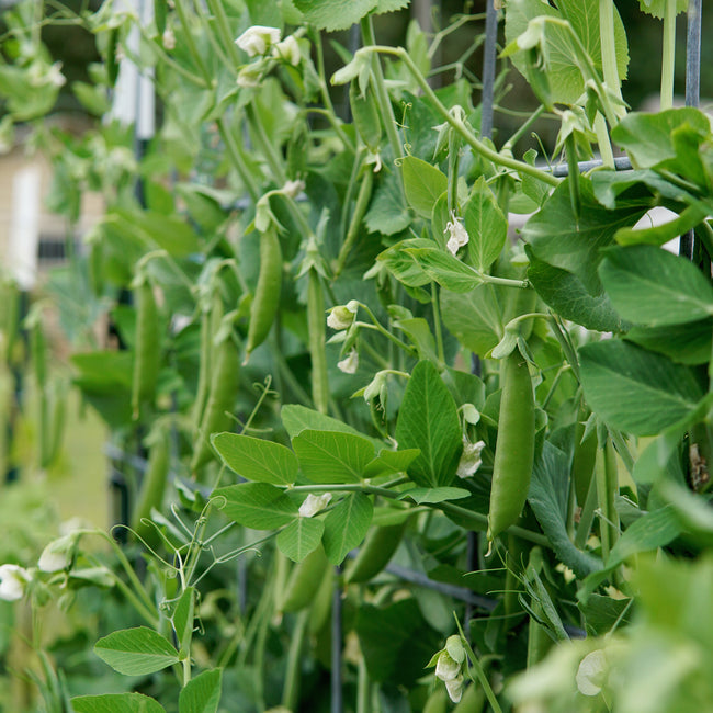 Green pea plants with developing pods in a garden setting