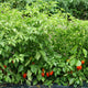 "Mild thing" heatless habanero plant with peppers growing near the bottom.