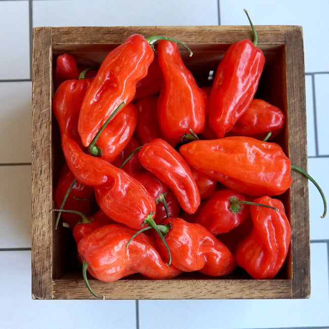 A wooden crate filled with bright red NOTTA HOTTA peppers with a waxy appearance, displayed on a white tiled background.