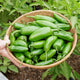 Hand holding a woven basket filled with green la bomba peppers amidst greenery
