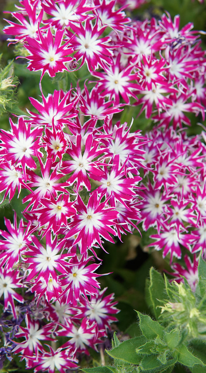 Popstars Purple Phlox - Thumbnail 2