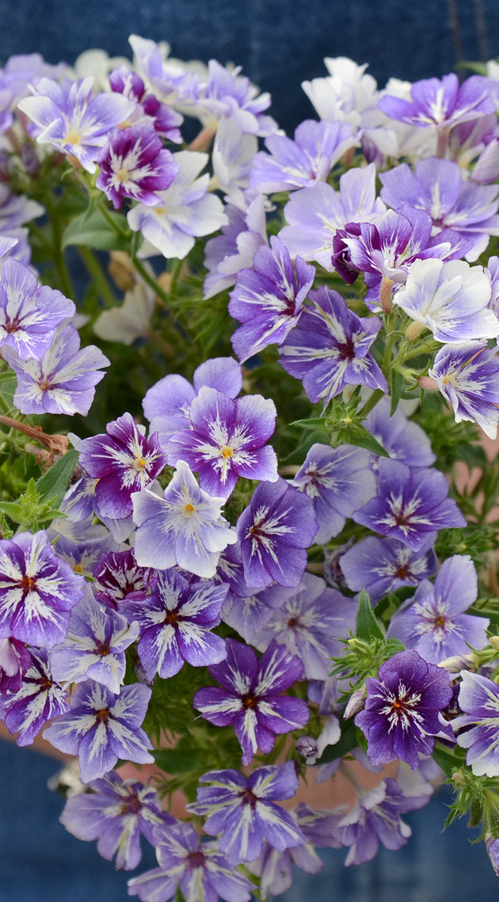 Popstars Purple Phlox - Thumbnail 3